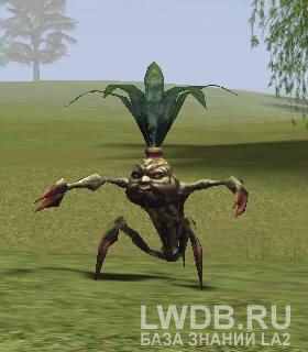   - Mandragora Sprout