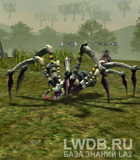   - Marsh Spider