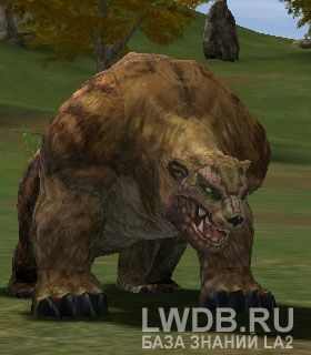   - Brown Bear