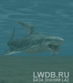    - Great White Shark