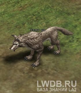   - Elder Wolf