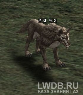   - Ashen Wolf