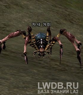   - Kasha Spider