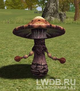   - Spore Fungus