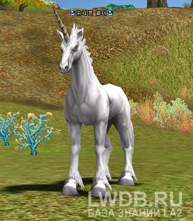  - Unicorn Elder