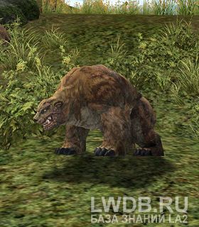    - Hatu Brown Bear