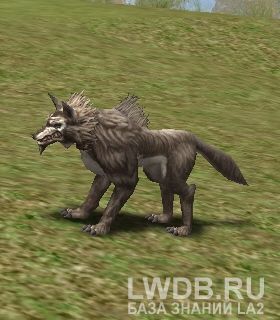    - Kasha Dire Wolf