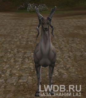  - Pronghorn