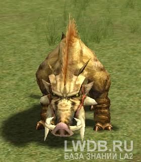   - Renoa's Hog
