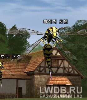   - Tiger Hornet